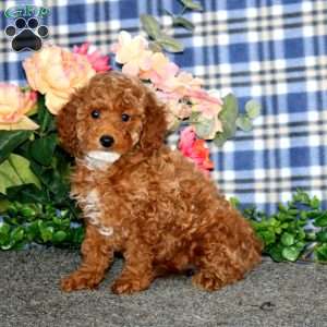 Destiny, Miniature Poodle Puppy