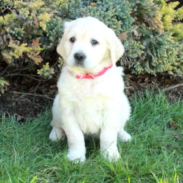 Devan, English Cream Golden Retriever Puppy
