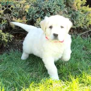 Devan, English Cream Golden Retriever Puppy