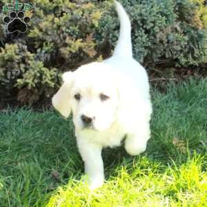 Devan, English Cream Golden Retriever Puppy