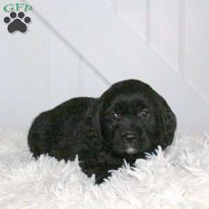 Darla, Miniature Golden Retriever Puppy