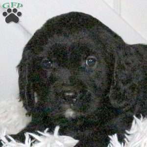 Darla, Miniature Golden Retriever Puppy