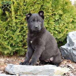 Diamond, German Shepherd Puppy