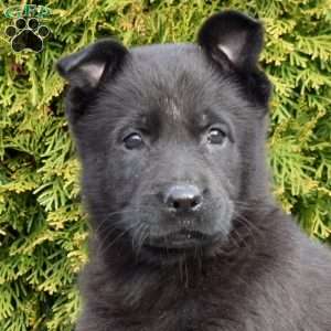 Diamond, German Shepherd Puppy