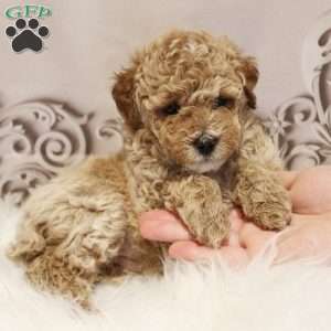 Diamond, Toy Poodle Puppy