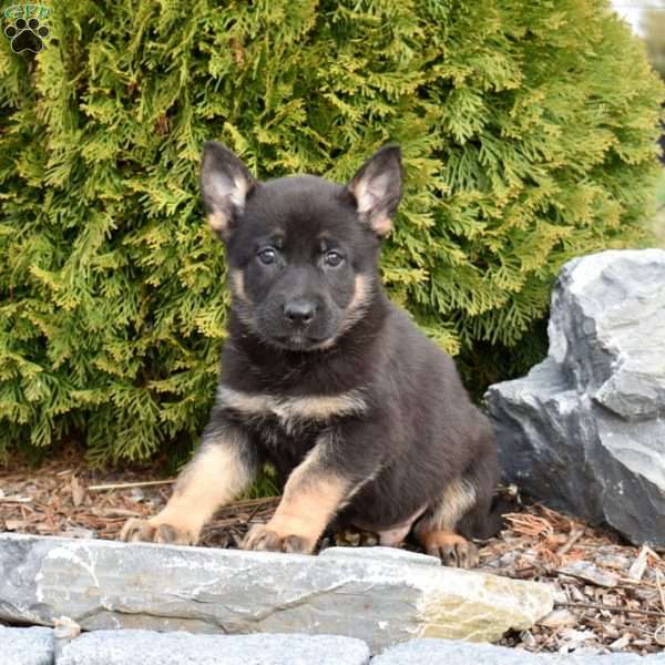 Diego, German Shepherd Puppy