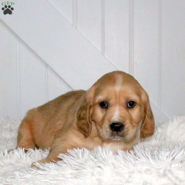 Diego, Miniature Golden Retriever Puppy
