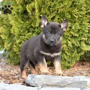 Diego, German Shepherd Puppy