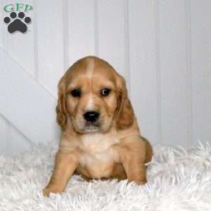 Diego, Miniature Golden Retriever Puppy