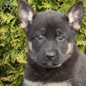 Diego, German Shepherd Puppy