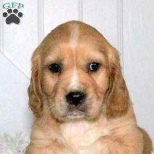 Diego, Miniature Golden Retriever Puppy