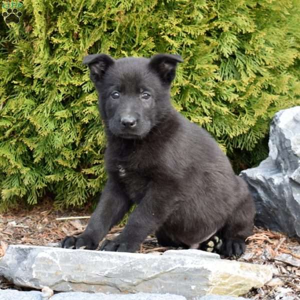 Diesel, German Shepherd Puppy