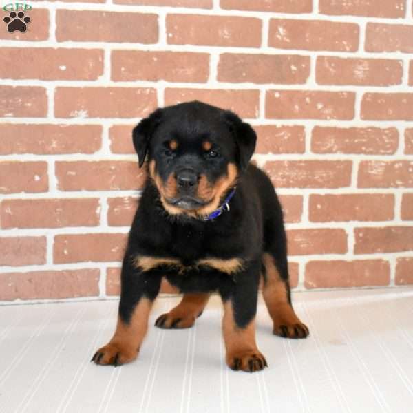Diesel, Rottweiler Puppy