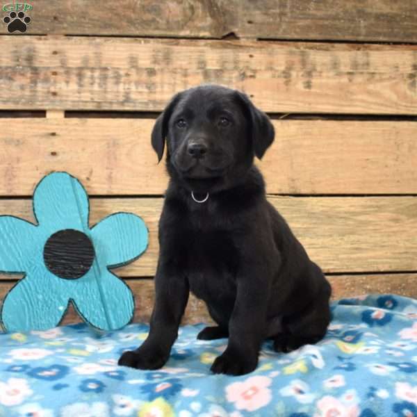 Diesel, Golden Labrador Puppy