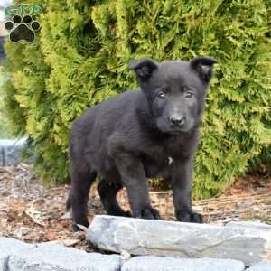 Diesel, German Shepherd Puppy