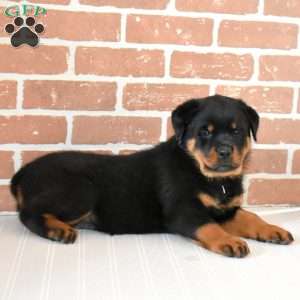 Diesel, Rottweiler Puppy