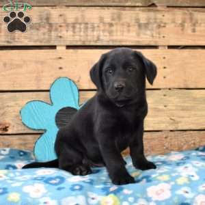 Diesel, Golden Labrador Puppy