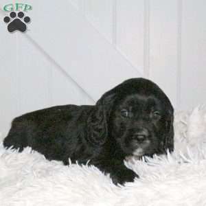 Diesel, Miniature Golden Retriever Puppy