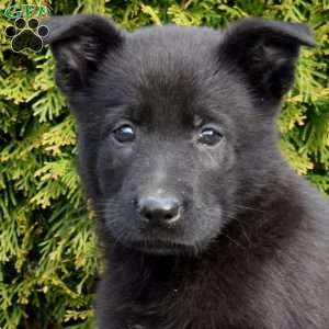 Diesel, German Shepherd Puppy