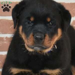 Diesel, Rottweiler Puppy