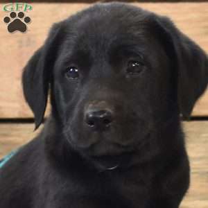 Diesel, Golden Labrador Puppy