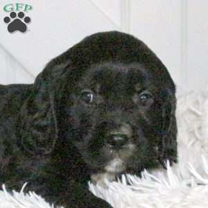 Diesel, Miniature Golden Retriever Puppy