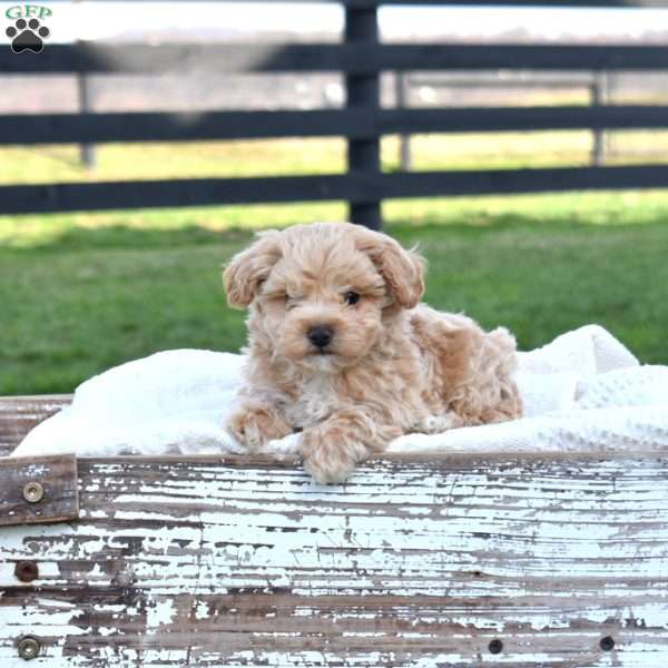 Dill, Maltipoo Puppy