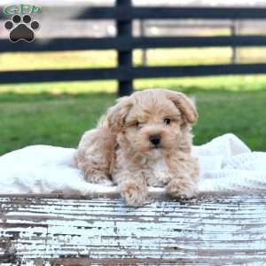 Dill, Maltipoo Puppy