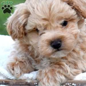 Dill, Maltipoo Puppy