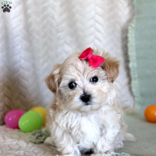 Dixy, Maltipoo Puppy