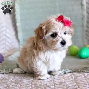 Dixy, Maltipoo Puppy