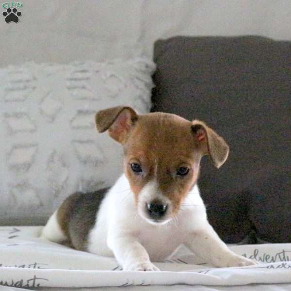 Dizzy, Jack Russell Terrier Puppy