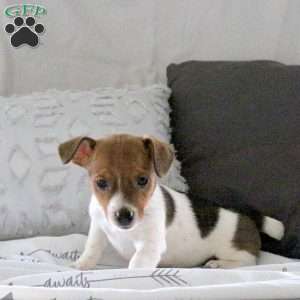 Dizzy, Jack Russell Terrier Puppy