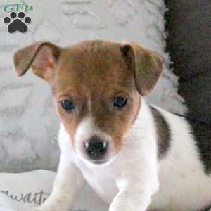 Dizzy, Jack Russell Terrier Puppy