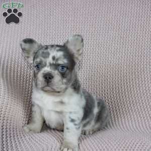 Timmy, French Bulldog Puppy