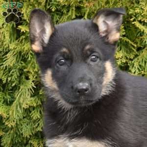 Dodger, German Shepherd Puppy