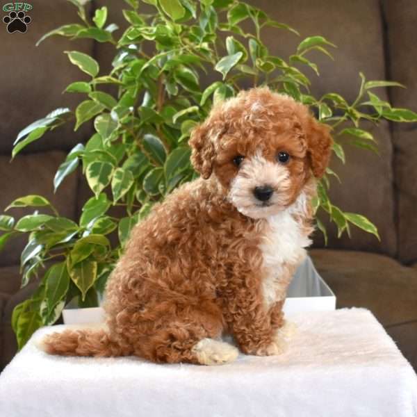 Dolly, Toy Poodle Puppy