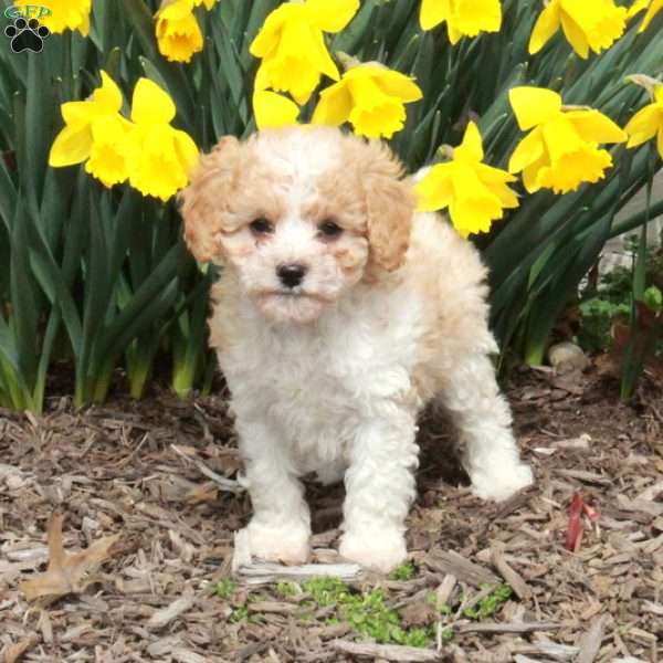 Dolly, Cavapoo Puppy