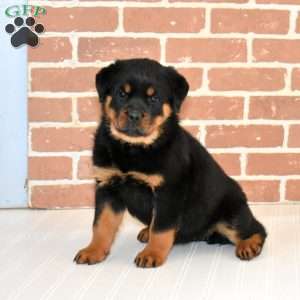 Dolly, Rottweiler Puppy