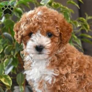 Dolly, Toy Poodle Puppy