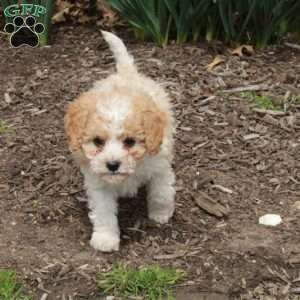 Dolly, Cavapoo Puppy