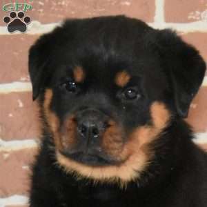 Dolly, Rottweiler Puppy
