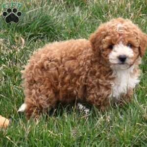 Dolly, Toy Poodle Puppy