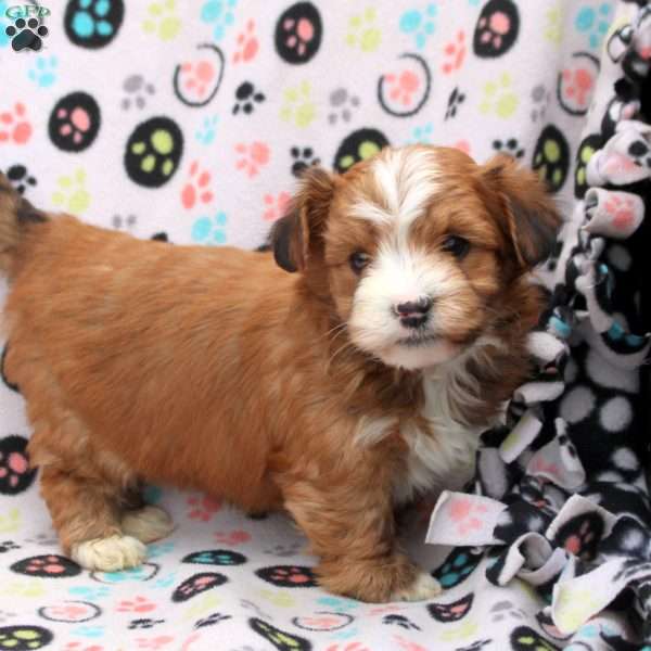 Dominic, Havanese Puppy