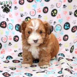 Dominic, Havanese Puppy