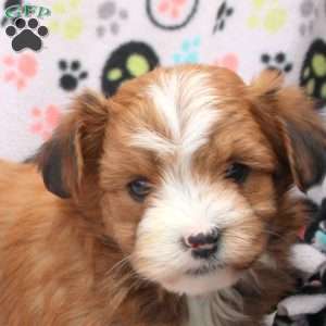 Dominic, Havanese Puppy