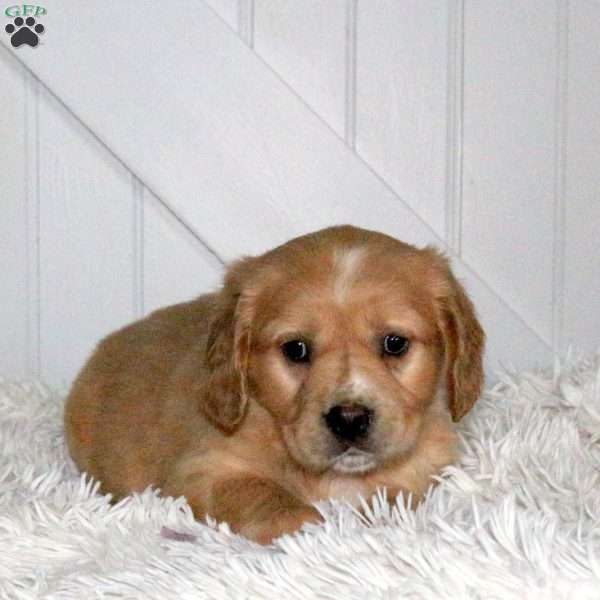 Domino, Miniature Golden Retriever Puppy