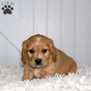 Domino, Miniature Golden Retriever Puppy