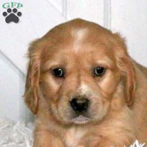 Domino, Miniature Golden Retriever Puppy