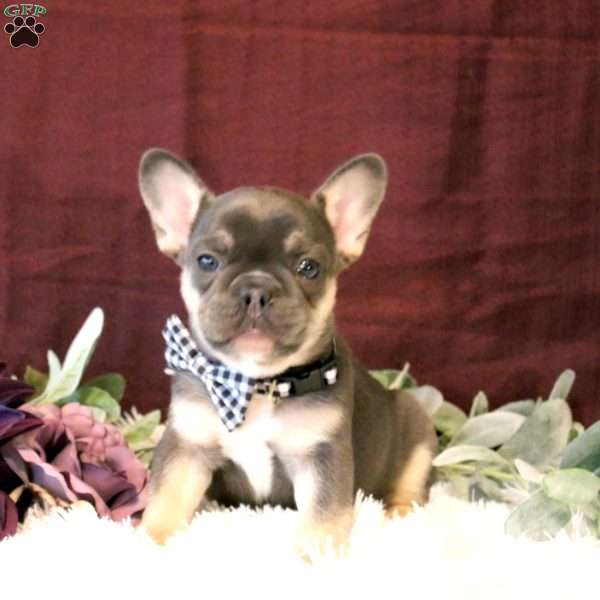 Domino, French Bulldog Puppy